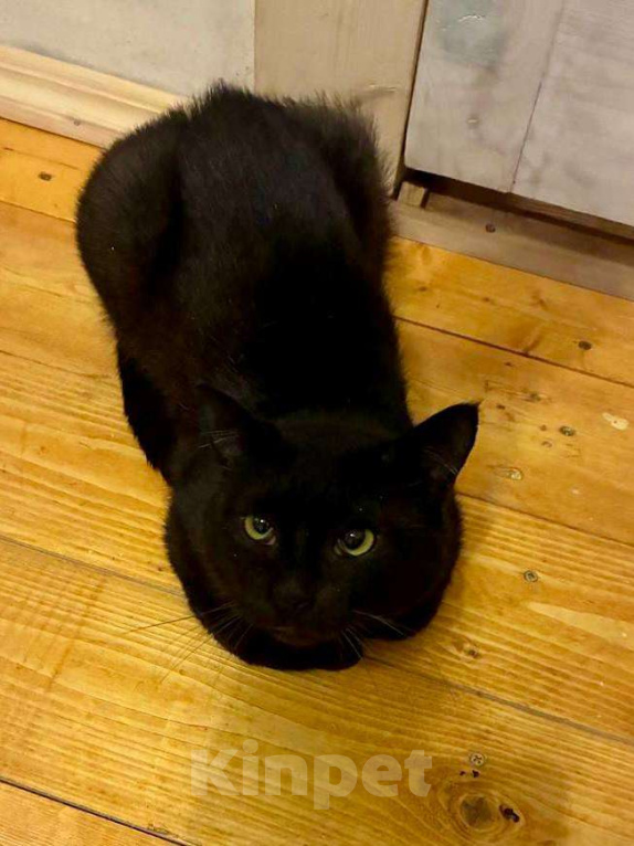 Кошки в Москве: Возьмите Михалыча. Классный кот. Правда. Мальчик, Бесплатно - фото 2