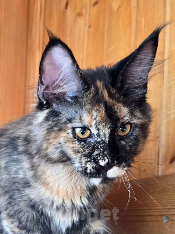 Кошки в Москве: Под стерелизацию Девочка, 40 000 руб. - фото 2