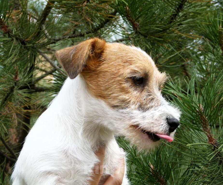 Собаки в других городах Ростовской области: Щенок Джек Рассел Терьера Мальчик, 40 000 руб. - фото 5