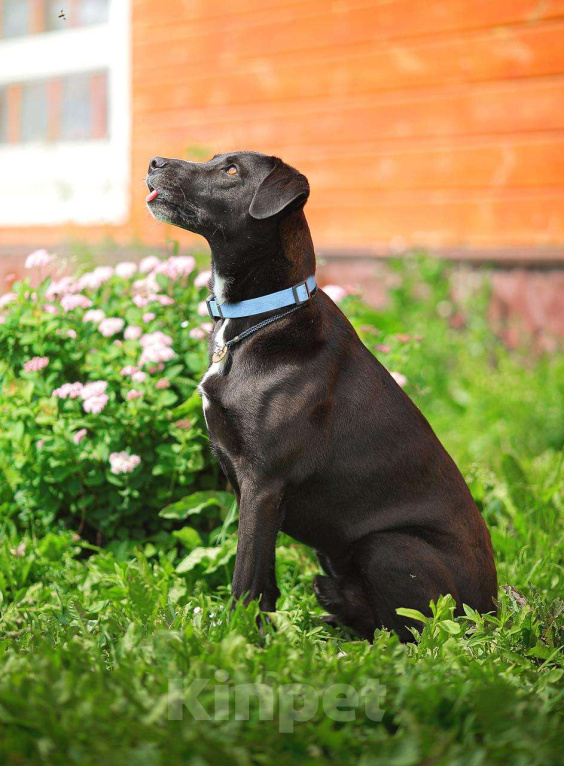 Собаки в Москве: Настоящий джентельмен Мальчик, Бесплатно - фото 4