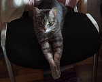 Кошки в Хабаровске: Отдам кошку в добрые руки Девочка, Бесплатно - фото 1