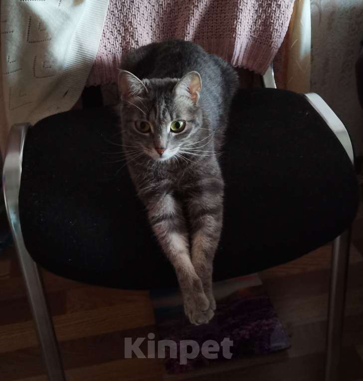 Кошки в Хабаровске: Отдам кошку в добрые руки Девочка, Бесплатно - фото 1