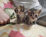 Кошки в Бородино: Котята, 1 руб. - фото 1