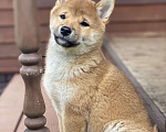 Собаки в Королеве: Шикарные щенки Сиба ину (шиба ину) Мальчик, 50 000 руб. - фото 5