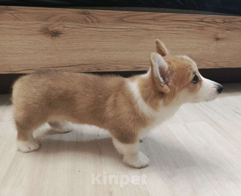 Собаки в других городах Самарской области: Щенок Вельш-корги ищет семью Мальчик, 60 000 руб. - фото 2