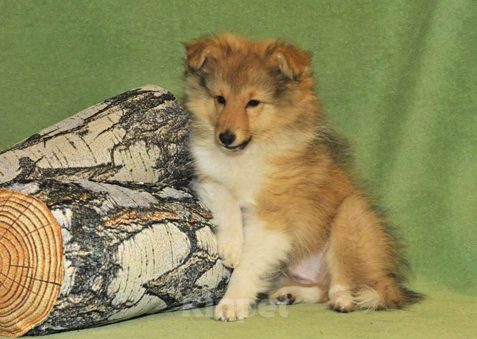 Собаки в Санкт-Петербурге: Шелти-Друг! Лучше прочих двух! )) Мальчик, 60 руб. - фото 2