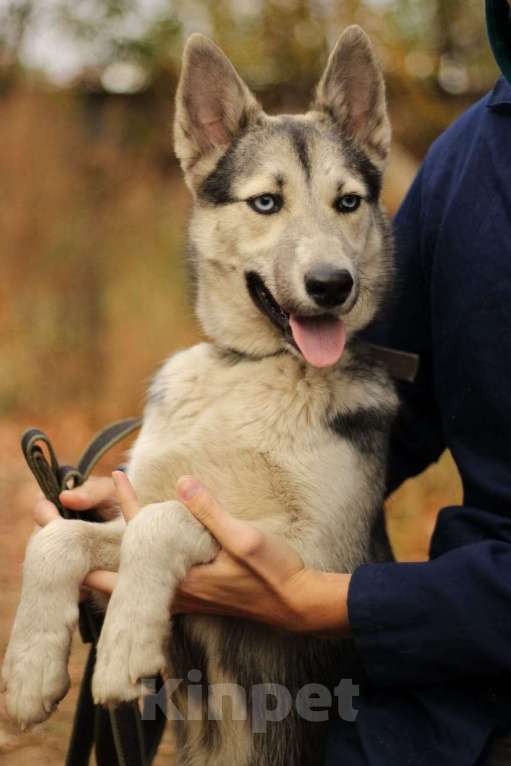Собаки в Москве: Щенок подросток Мира Девочка, Бесплатно - фото 8