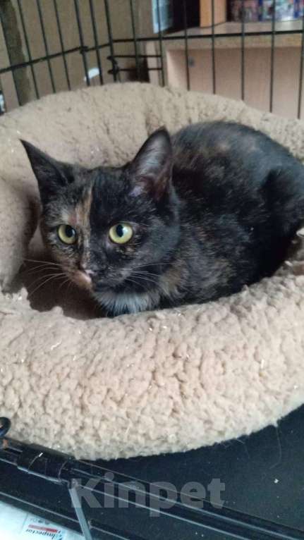 Кошки в Москве: Очень красивые котята (5 мес.) в добрые руки Девочка, Бесплатно - фото 2