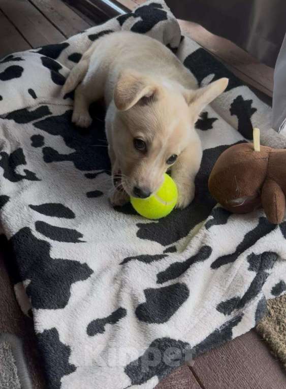 Собаки в Подольске: Коржику очень нужен дом  Мальчик, Бесплатно - фото 3