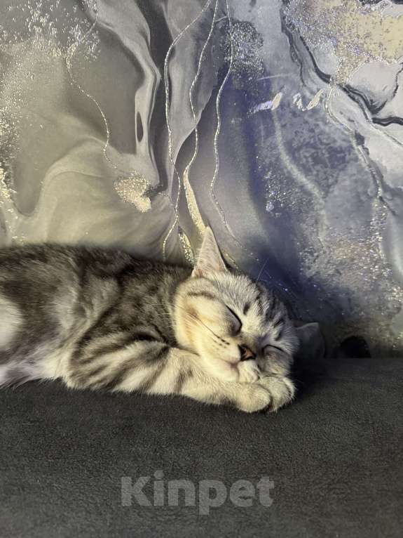 Кошки в Магнитогорске: Милая кошечка Девочка, Бесплатно - фото 5