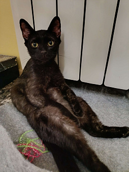 Котёнок Тортик в поисках дома