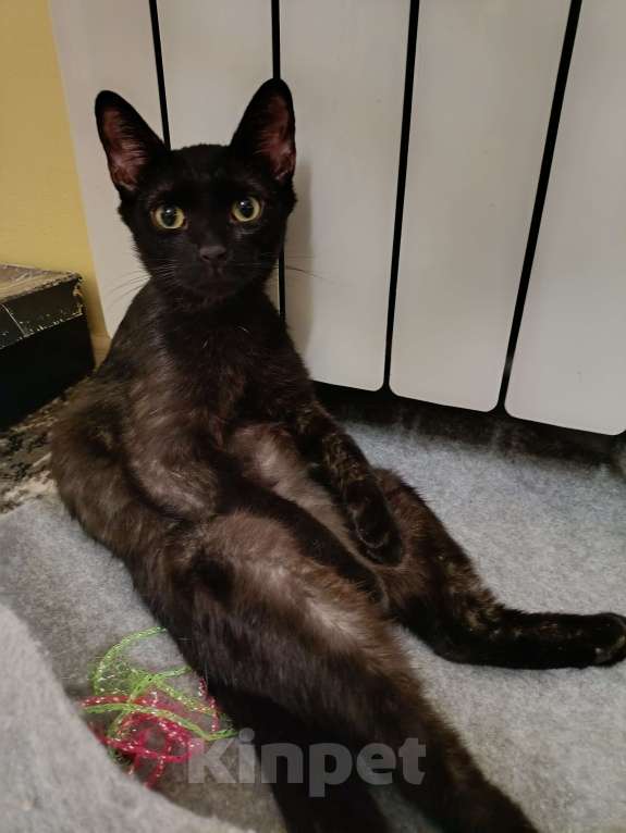 Кошки в Москве: Котёнок Тортик в поисках дома Мальчик, 35 руб. - фото 1