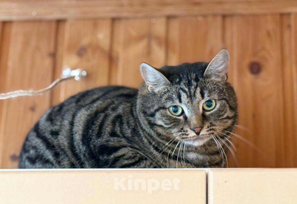 Кошки в Москве: Подарите Филе шанс Мальчик, Бесплатно - фото 4