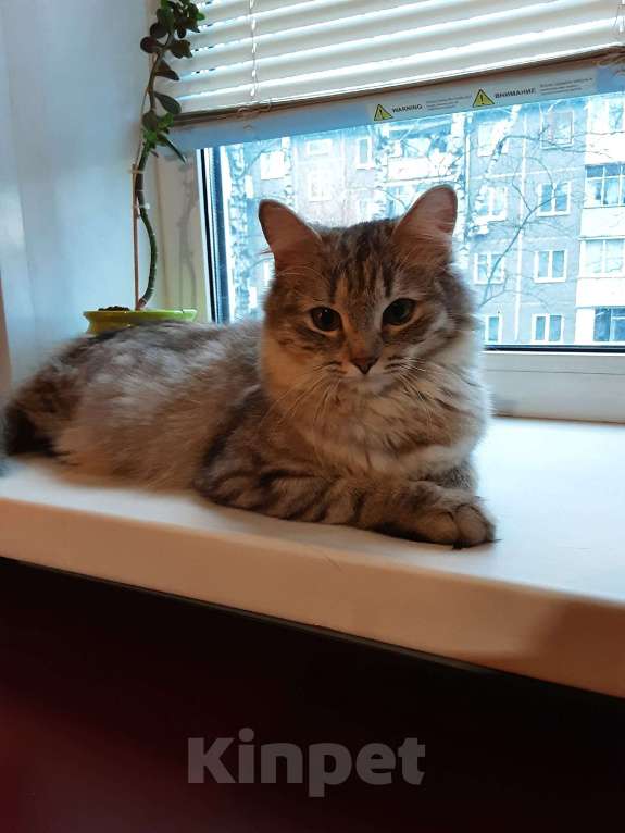Кошки в Орле: Отдам молодую кошечку в добрые руки Девочка, Бесплатно - фото 4