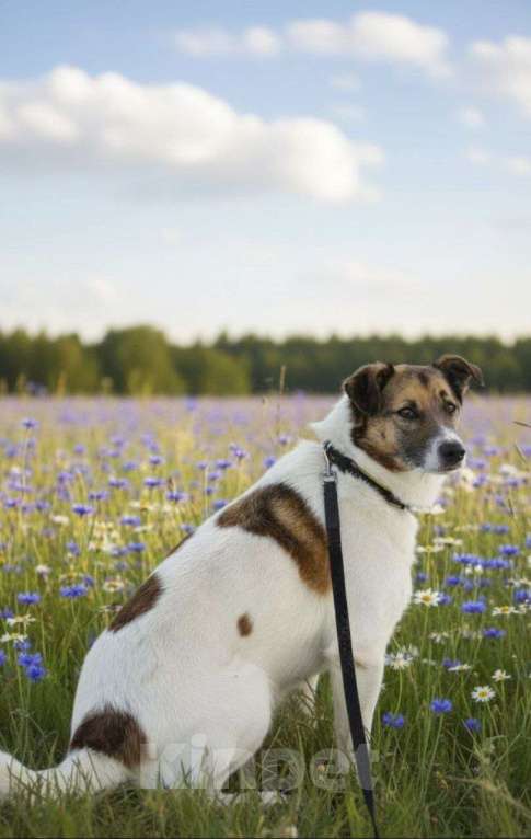 Собаки в Долгопрудном: Амурчик ищет добрый Дом и любящих хозяев Мальчик, Бесплатно - фото 3