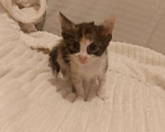 Кошки в Ростове-на-Дону: Котята Мальчик, Бесплатно - фото 3