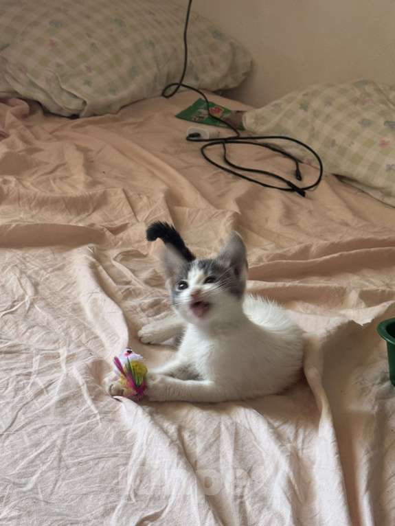 Кошки в Севастополе: Маленькая Депа ищет дом Девочка, Бесплатно - фото 2