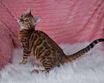 Кошки в Санкт-Петербурге: Бенгальский котенок девочка Девочка, 45 000 руб. - фото 4