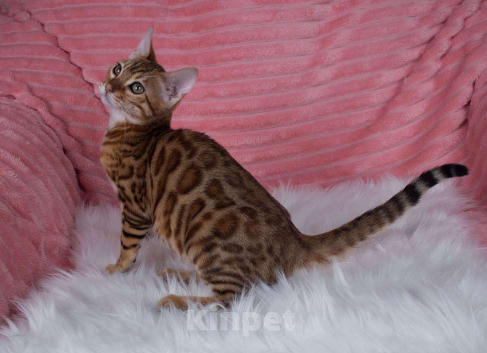 Кошки в Санкт-Петербурге: Бенгальский котенок девочка Девочка, 45 000 руб. - фото 4