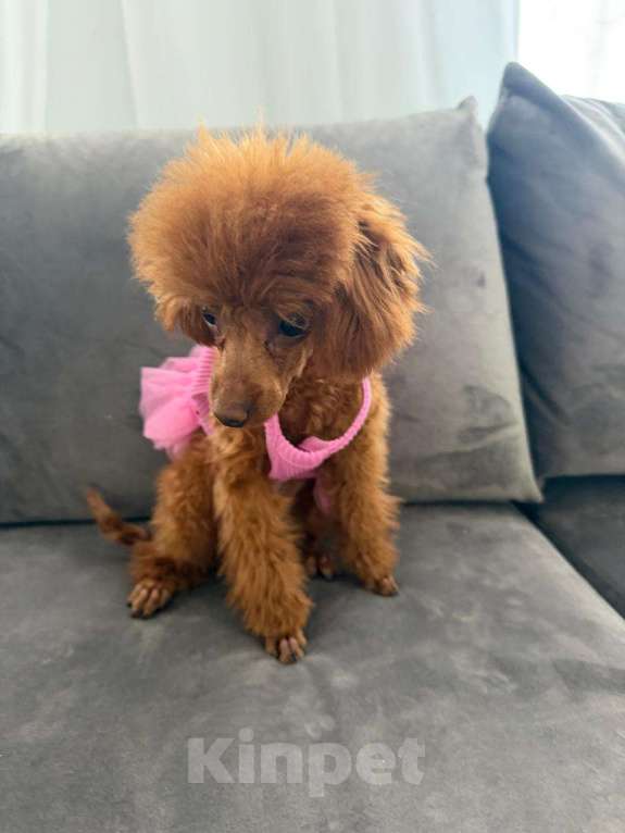 Собаки в Москве: Отдам в добрые руки. Той-пудель, девочка, 7мес, куплена в элитном питомнике. Девочка, Бесплатно - фото 1