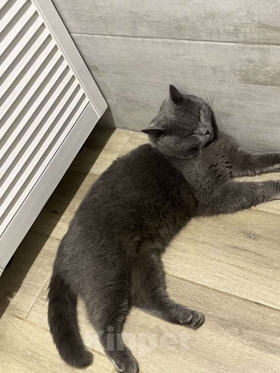 Кошки в Иваново: Потерялся кот!!! Мальчик, Бесплатно - фото 3