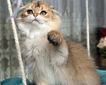 Кошки в Тюмени: Зеленоглазый длинношерстный шотландский лис😊 Мальчик, 25 000 руб. - фото 6