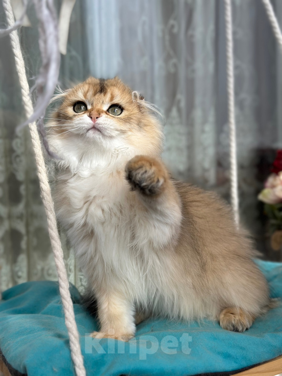 Кошки в Тюмени: Зеленоглазый длинношерстный шотландский лис😊 Мальчик, 25 000 руб. - фото 6