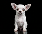 Собаки в Апрелевке: Девочка чихуахуа супер мини Девочка, 50 000 руб. - фото 4