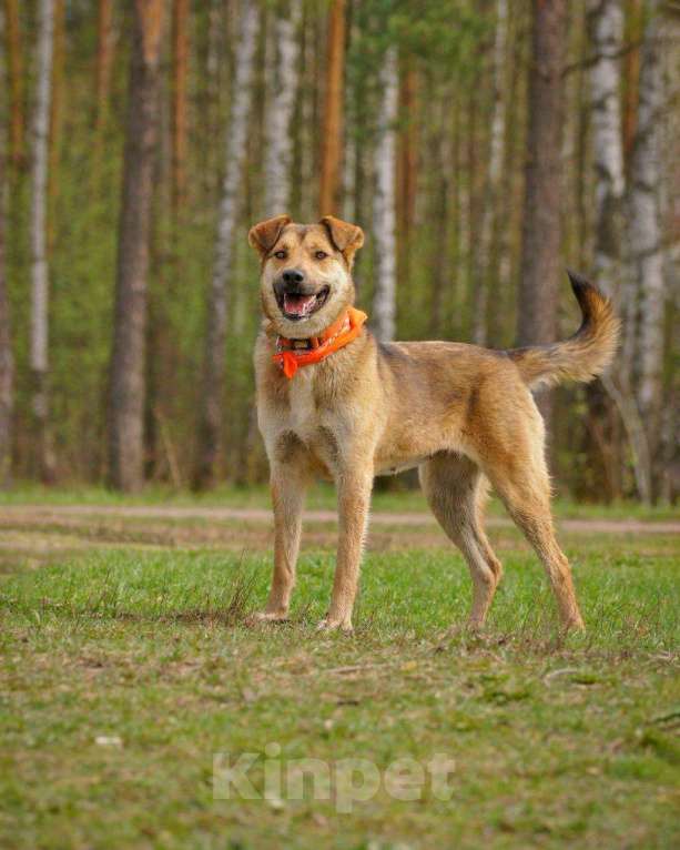 Собаки в Балашихе: Собачка Рекси очень ждет свою семью Девочка, Бесплатно - фото 2
