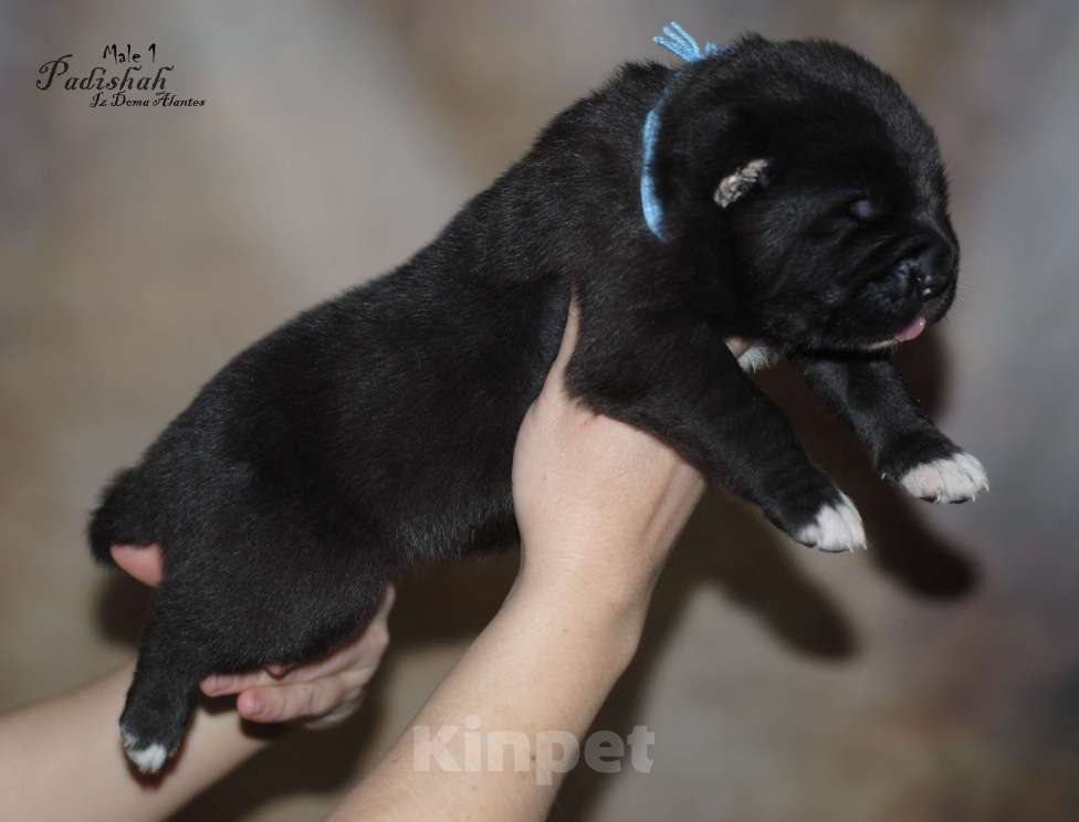 Собаки в Москве: Черный кобель сао Мальчик, Бесплатно - фото 3