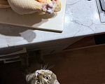 Кошки в Каспийске: Котик Тигра ищет дом Мальчик, Бесплатно - фото 4