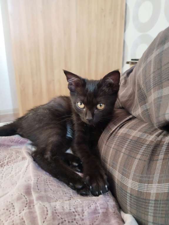 Кошки в Волгограде: Умный котенок в добрые руки Девочка, Бесплатно - фото 3