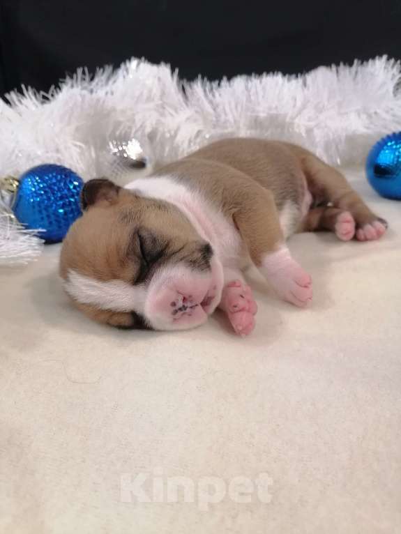 Собаки в Белгороде: Девочка американского стаффордширского терьера  Девочка, 40 000 руб. - фото 3