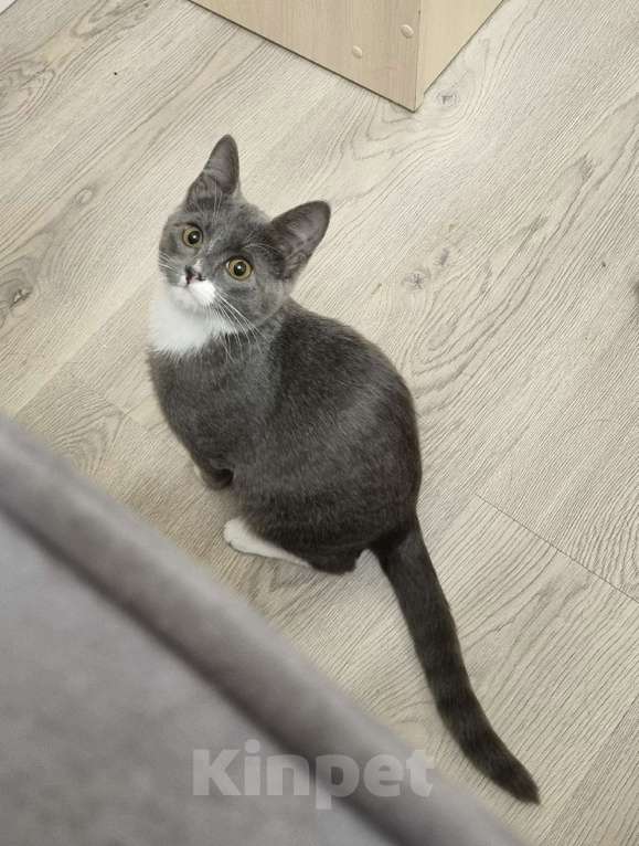 Кошки в Санкт-Петербурге: Котенок Волчок - серый бочок ищет дом Мальчик, Бесплатно - фото 6