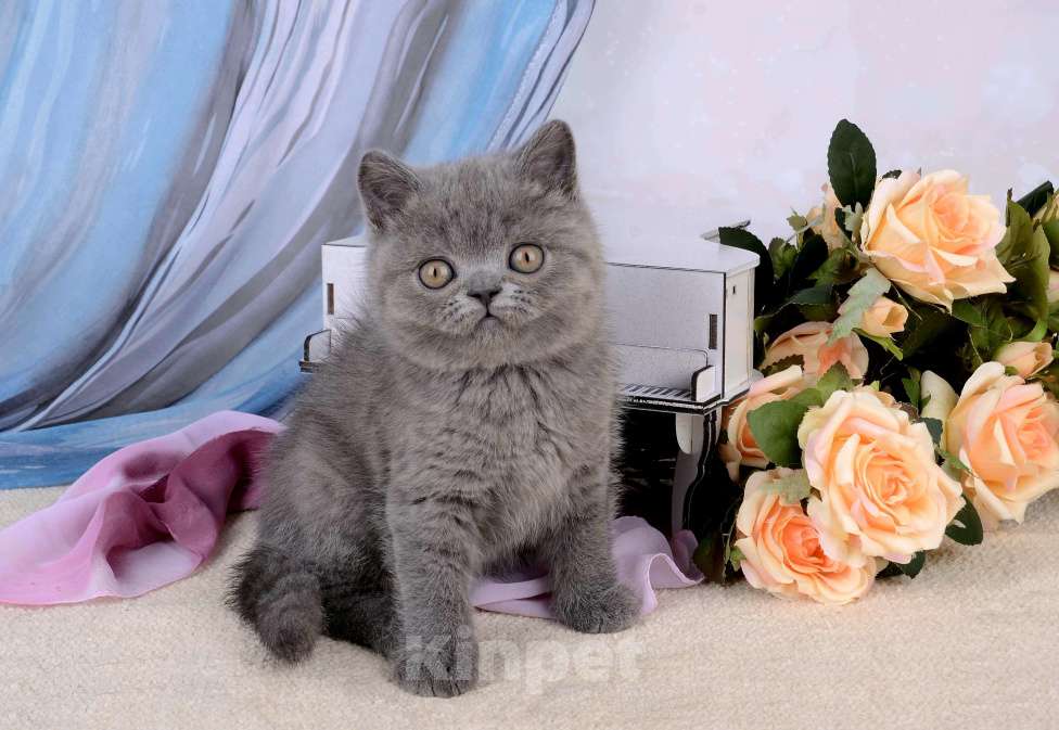 Кошки в Санкт-Петербурге: Британский котик, голубой окрас Мальчик, 65 000 руб. - фото 5
