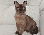 Кошки в Тюмени: Бурма котёнок Мальчик, 35 000 руб. - фото 2