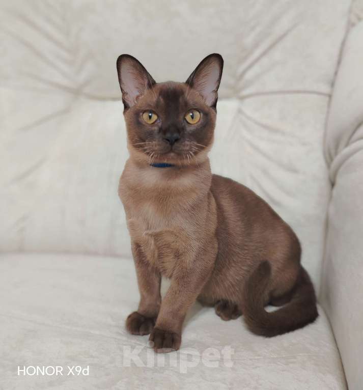 Кошки в Тюмени: Бурма котёнок Мальчик, 35 000 руб. - фото 2