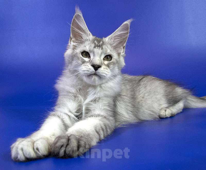 Кошки в Москве: Мейн кун котенок Мальчик, Бесплатно - фото 8