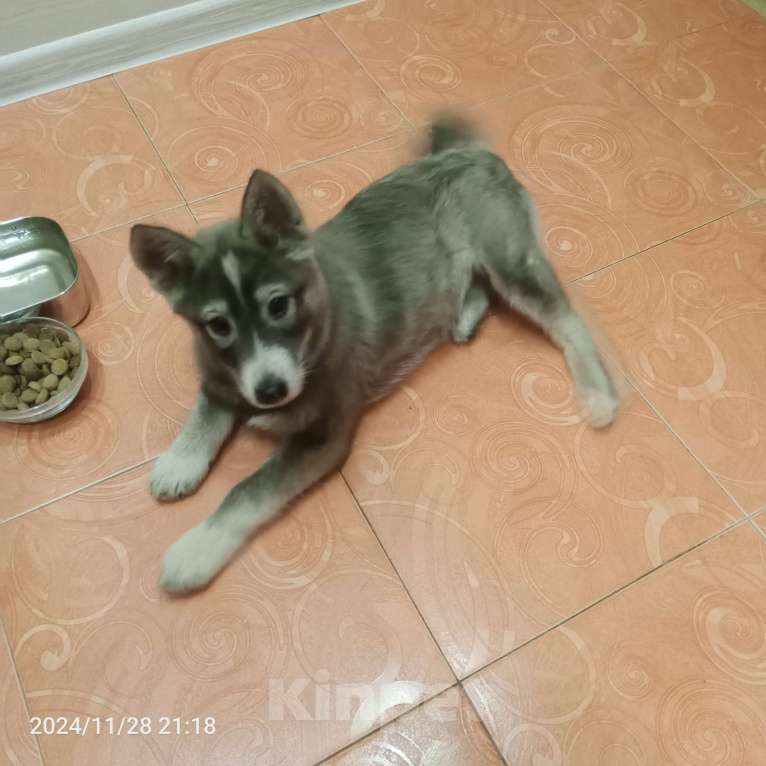 Собаки в других городах Московской области: Щенок в добрые руки Девочка, Бесплатно - фото 1