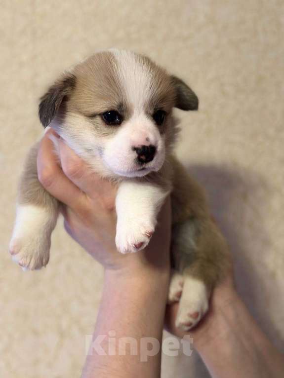 Собаки в Перми: Щенки Вельш-корги-пемброк Разнополые, Бесплатно - фото 1