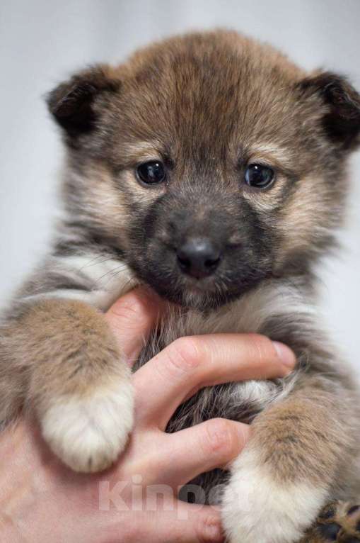 Собаки в Ногинске: Щенок девочка в поиске семьи Девочка, Бесплатно - фото 2