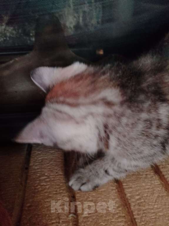 Кошки в Голицыно: Кошечка трехцветка 3 мес в добрые руки Девочка, 100 руб. - фото 3