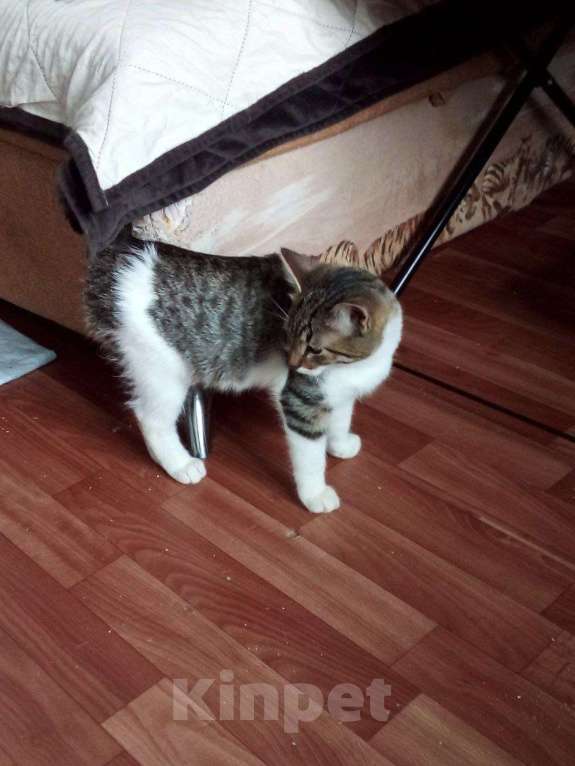 Кошки в Москве: Котенок Имбирь ищет дом Мальчик, 1 руб. - фото 3