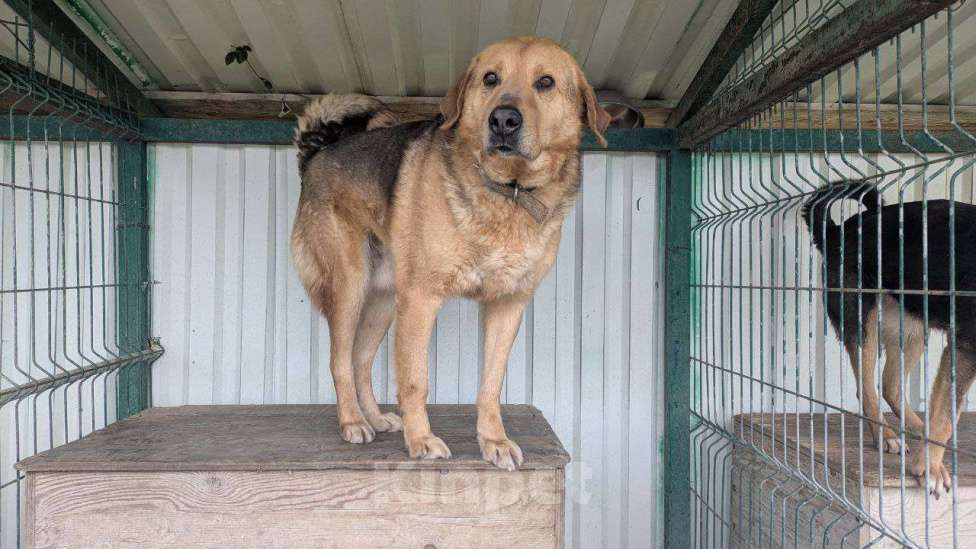 Собаки в других городах Краснодарского края: Метис гончей и лабрадора в дар с доставкой чипирован Мальчик, Бесплатно - фото 2