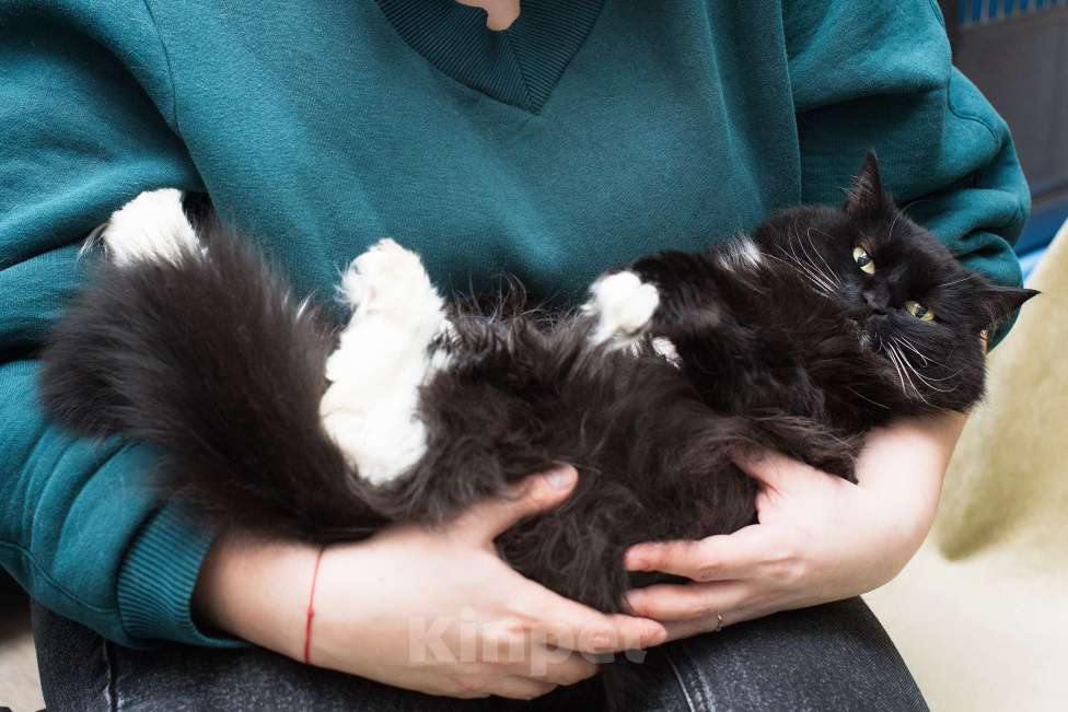 Кошки в Москве: Оставили во дворе Девочка, Бесплатно - фото 2