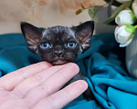 Кошки в Горячем Ключе: Котенок Девон Рекс черная девочка Девочка, 70 000 руб. - фото 1