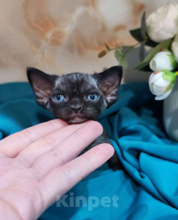 Кошки в Горячем Ключе: Котенок Девон Рекс черная девочка Девочка, 70 000 руб. - фото 1