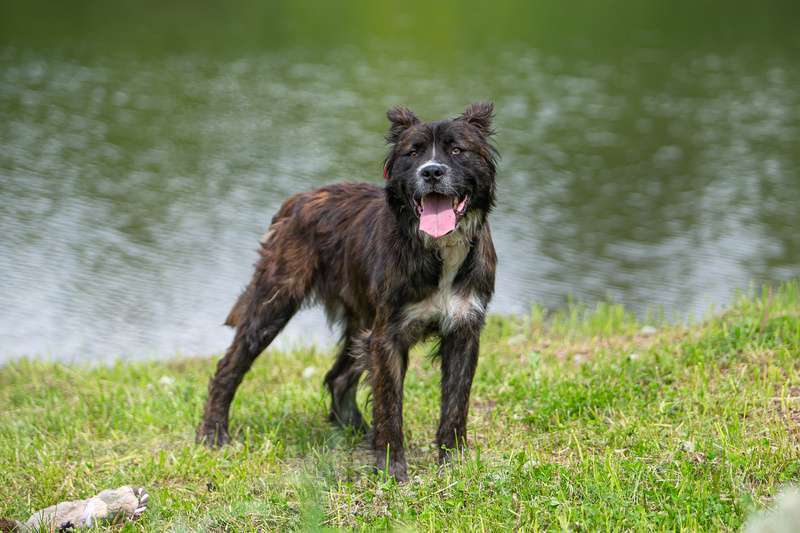 Собаки в Москве: Молодая метис леонбергера Чара в добрые руки Девочка, Бесплатно - фото 6
