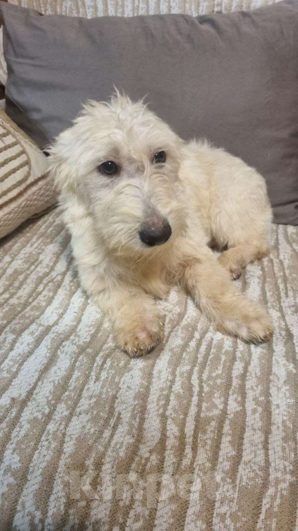 Собаки в Москве: Пшеничная душа в миниатюре Девочка, Бесплатно - фото 2