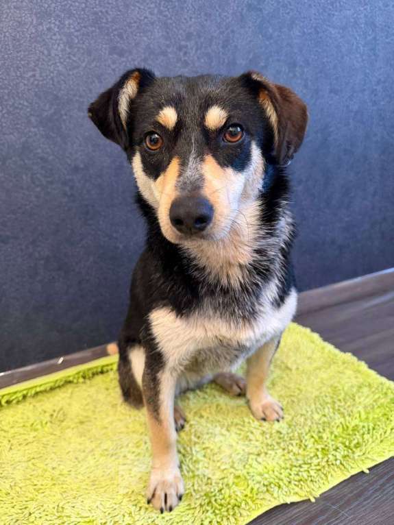 Собаки в Рузе: Мэри в добрые руки Девочка, Бесплатно - фото 9